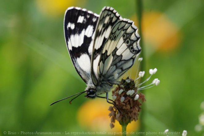 Photo de Papillon - demi deuil