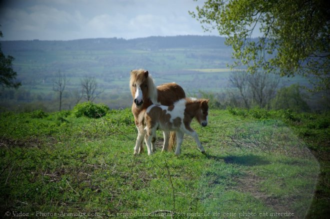 Photo de Poney (toutes races)