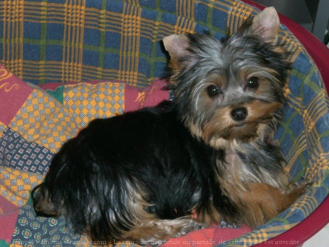 Photo de Yorkshire terrier