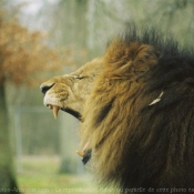 Photo de Lion