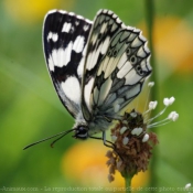 Photo de Papillon - demi deuil