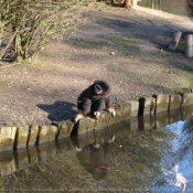 Photo de Singe