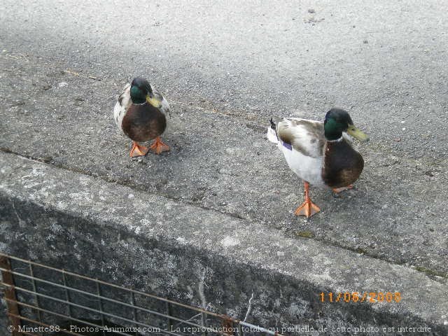 Photo de Canard