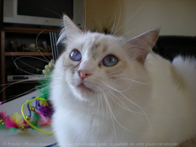 Photo de Ragdoll