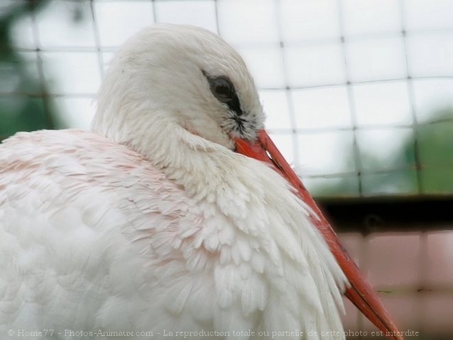 Photo de Cigogne