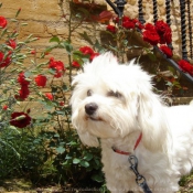 Photo de Bichon maltais