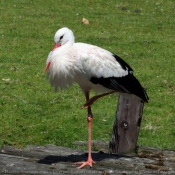 Photo de Cigogne