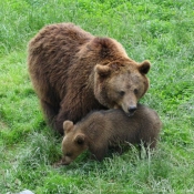 Photo d'Ours