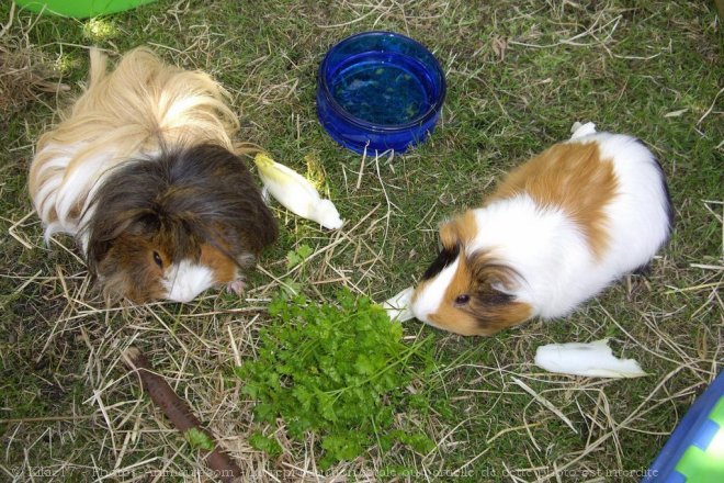 Photo de Cochon d'inde - races diffrentes