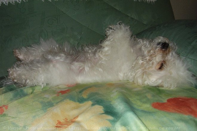 Photo de Coton de tulear