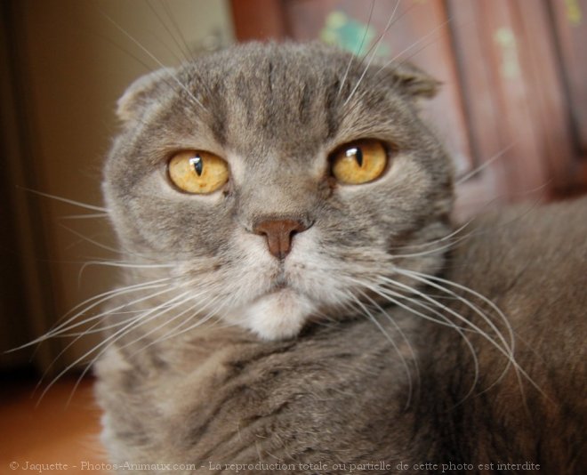 Photo de Scottish fold