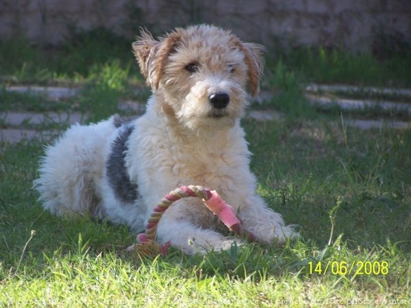 Photo de Fox terrier  poil dur