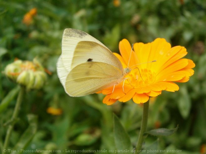 Photo de Papillon