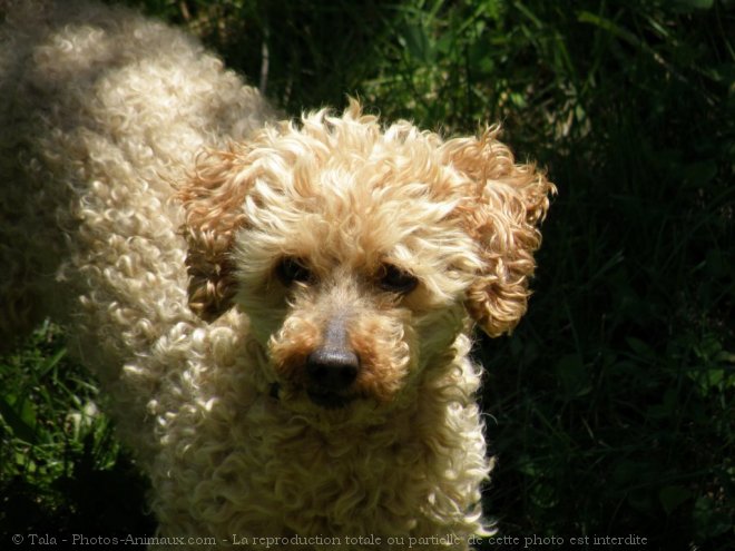 Photo de Caniche moyen