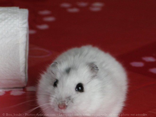 Photo de Hamster