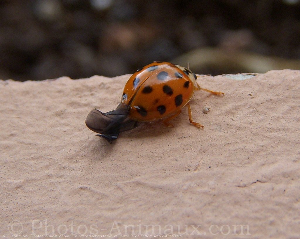 Photo De Coccinelle Cocci N° 476457 Sur Photos 0697