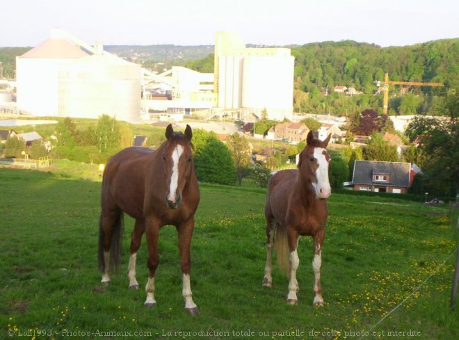 Photo de Races diffrentes