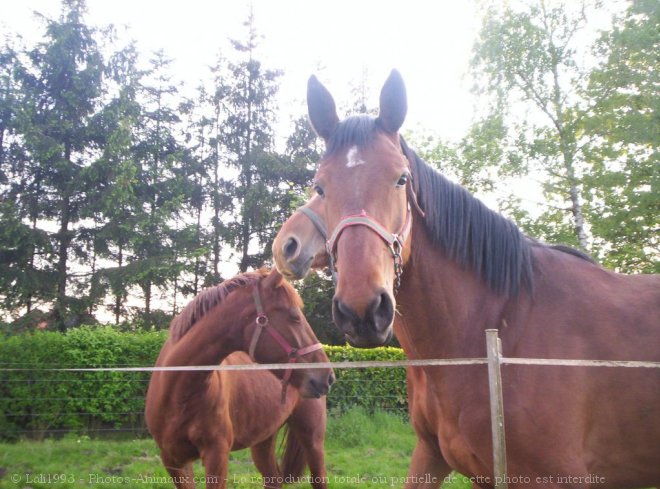 Photo de Races diffrentes