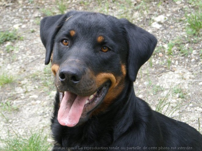 Photo de Rottweiler