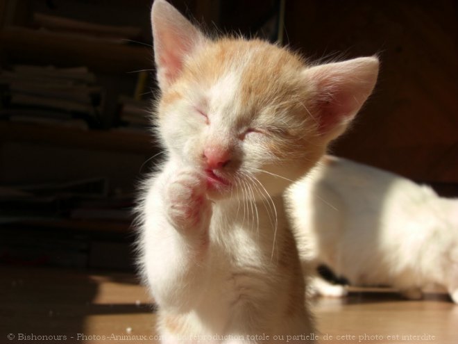 Photo de Chat domestique