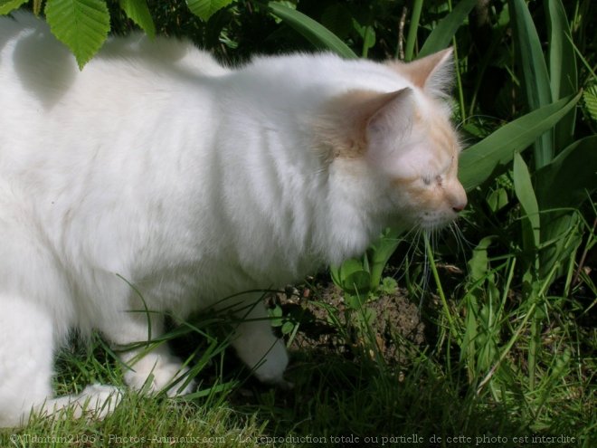 Photo de Sacr de birmanie