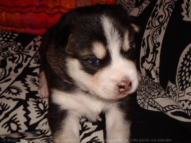 Photo de Husky siberien