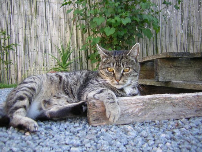 Photo de Chat domestique