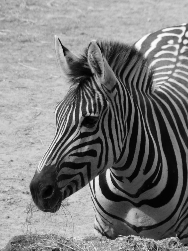 Photo de Zebre