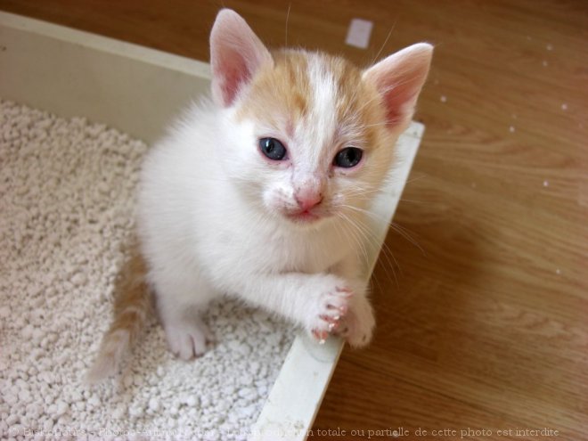 Photo de Chat domestique