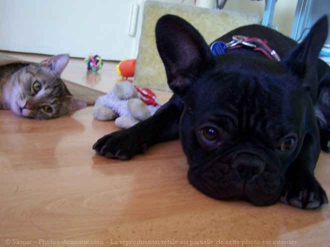 Photo de Bouledogue franais