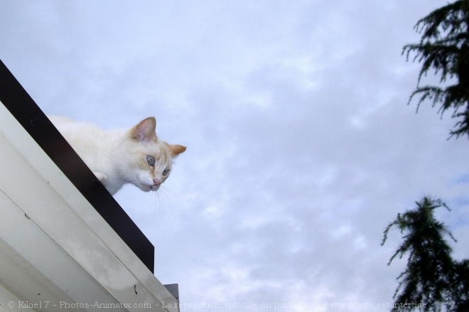 Photo de Croisement