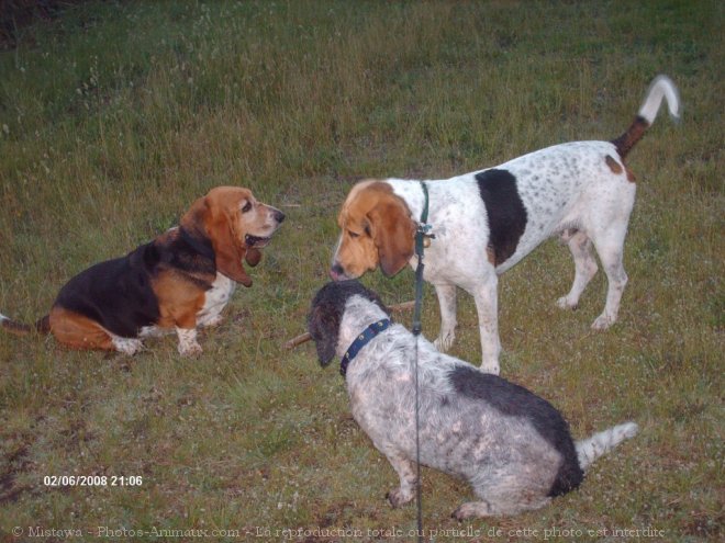 Photo de Basset hound