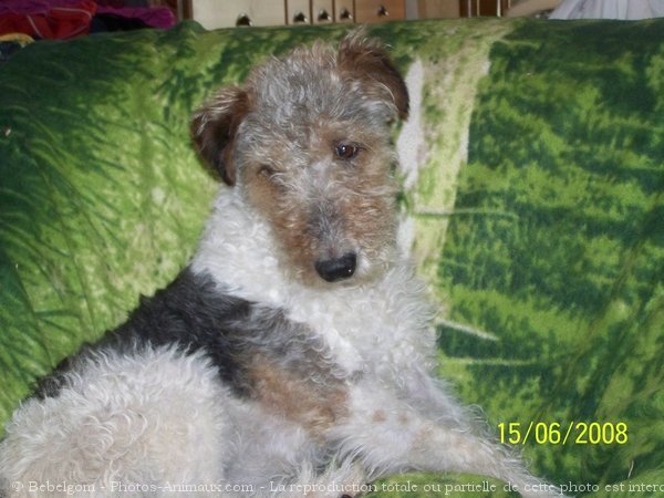 Photo de Fox terrier  poil dur