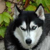 Photo de Husky siberien