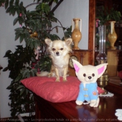 Photo de Chihuahua  poil long