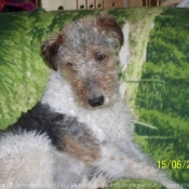 Photo de Fox terrier  poil dur