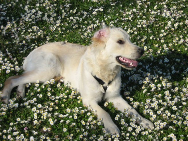 Photo de Golden retriever