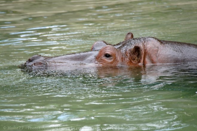 Photo de Hippopotame