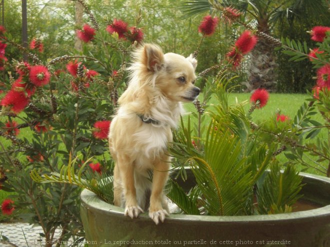 Photo de Chihuahua  poil long