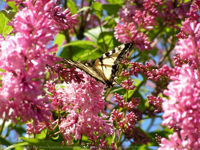 Photo de Papillon