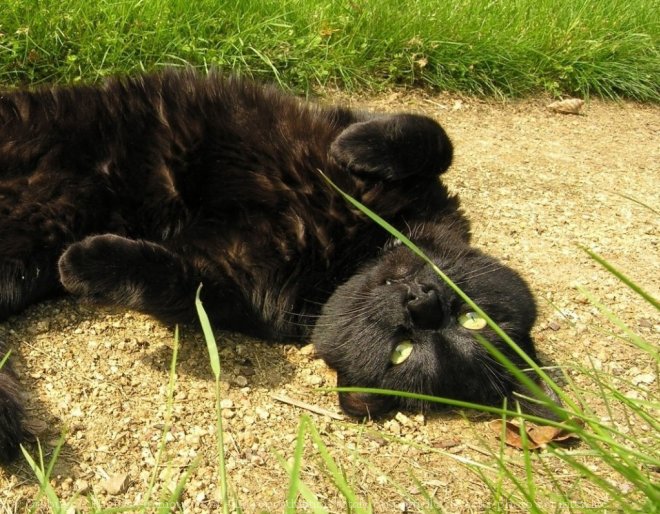 Photo de Chat domestique