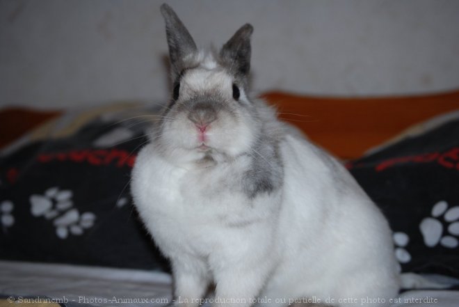 Photo de Lapin