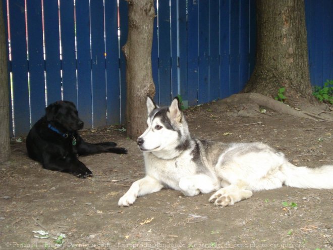 Photo de Malamute de l'alaska