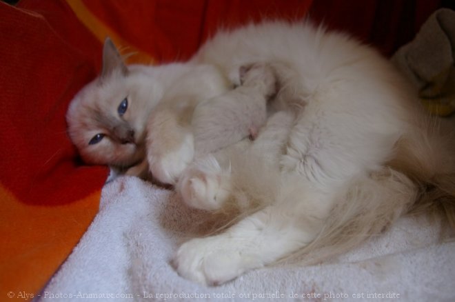 Photo de Sacr de birmanie