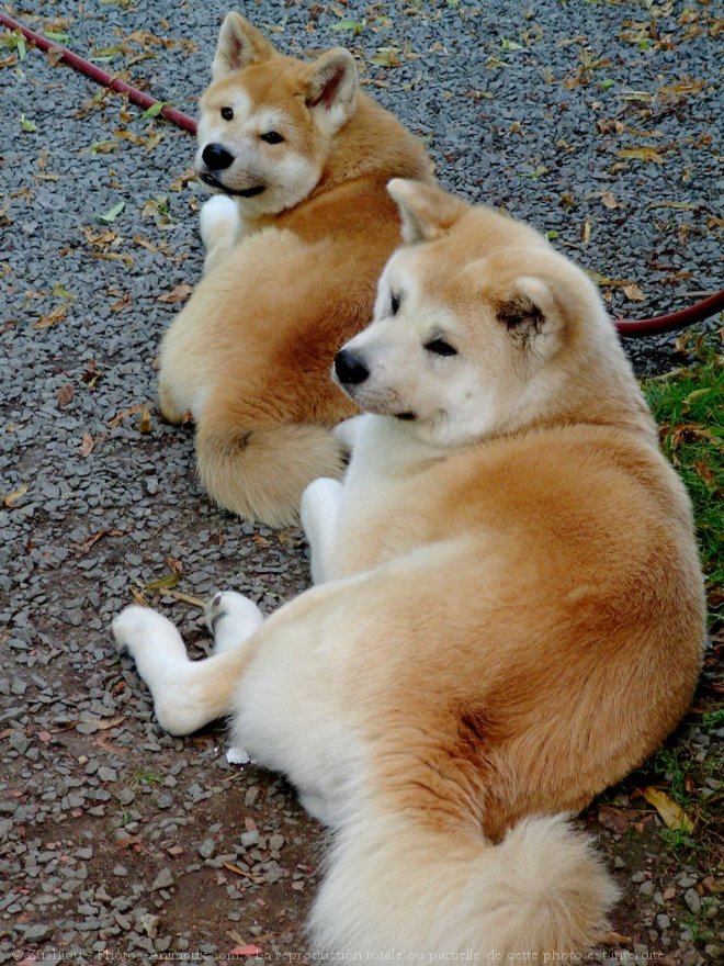 Photo d'Akita inu