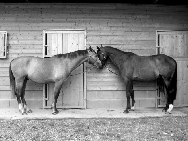 Photo de Races diffrentes