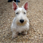 Photo de Scottish terrier