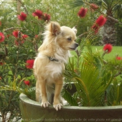 Photo de Chihuahua  poil long