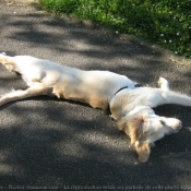 Photo de Golden retriever