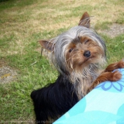 Photo de Yorkshire terrier